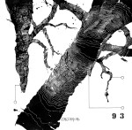 © 'This Tree is Numbered #93' 2014 ink on paper Peteris Ciemitis